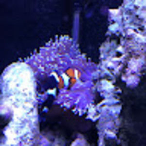 Meet your Posher, Steve